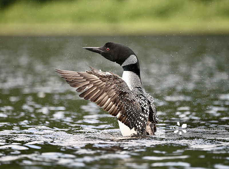 飞越魁北克湖面的小鸊鷉特写镜头，加拿大图片素材