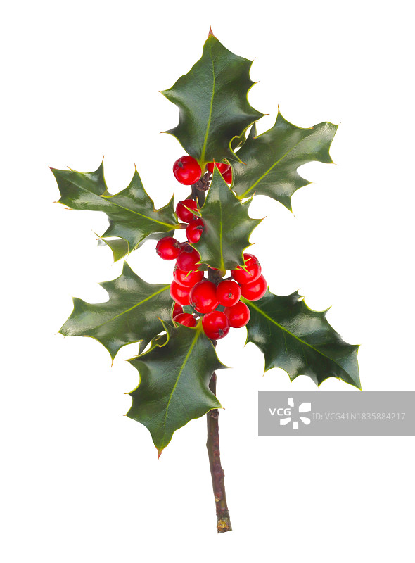 白色背景上的冬青树枝特写图片素材