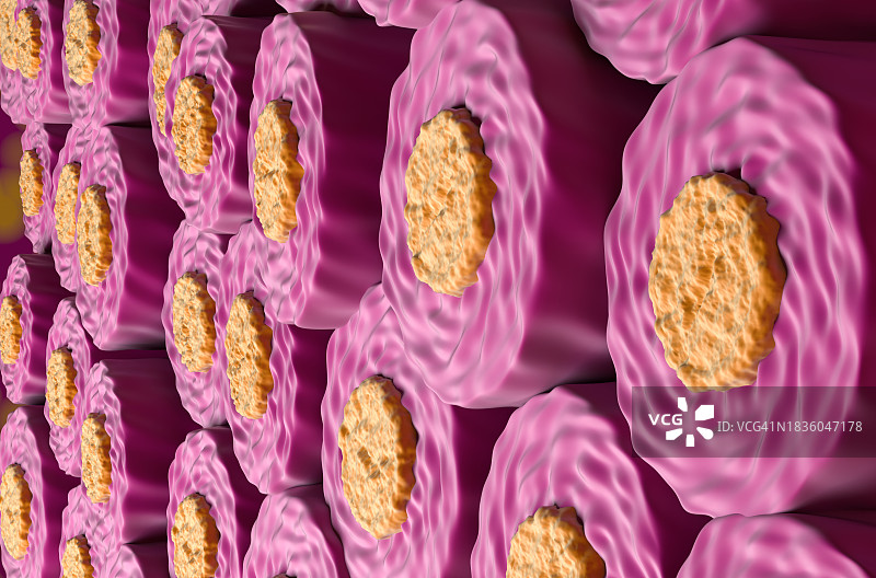 髓鞘神经插图图片素材