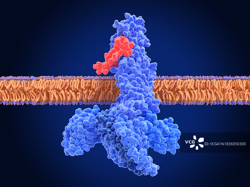 由司美格鲁肽激活的GLP-1受体，图示图片素材