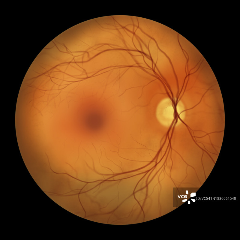 健康视网膜插图图片素材