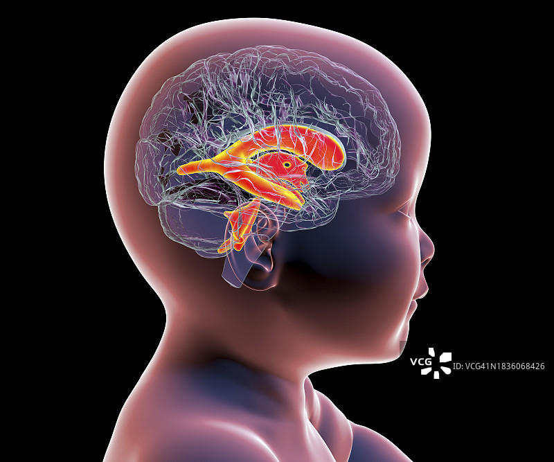 正常脑室的婴儿，图示图片素材