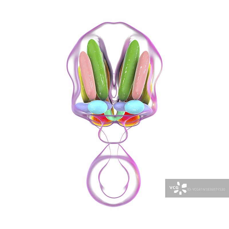 下丘脑核团图示图片素材