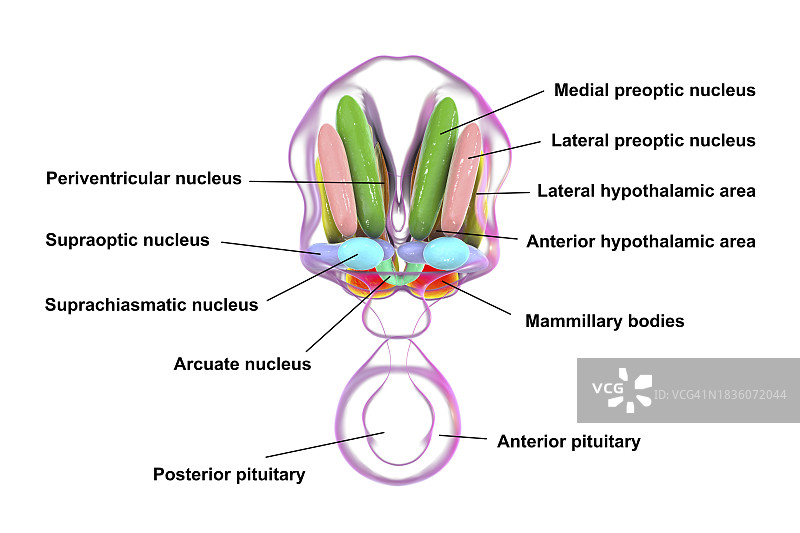 下丘脑核团图示图片素材