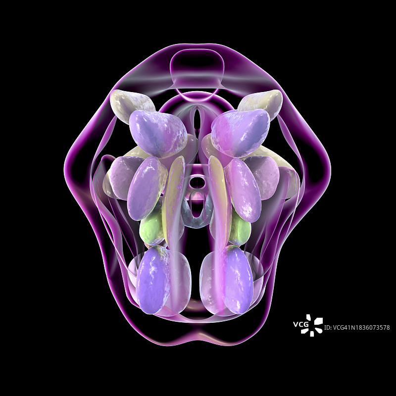 下丘脑核团图示图片素材