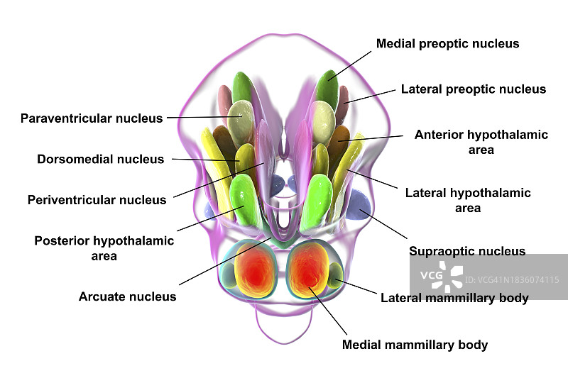 下丘脑核团图示图片素材