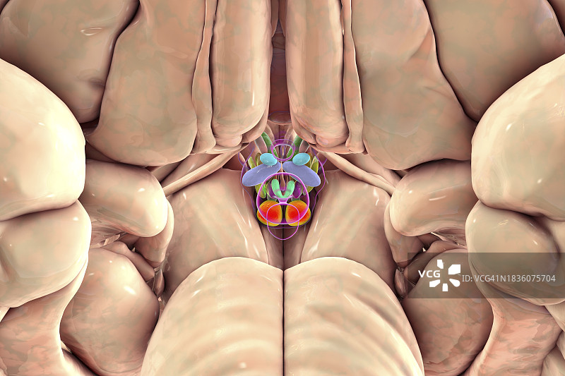 下丘脑核团图示图片素材