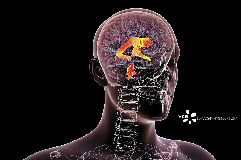 脑室系统图示图片素材