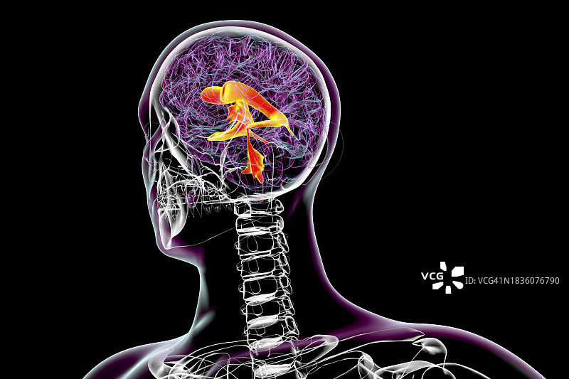 脑室系统图示图片素材