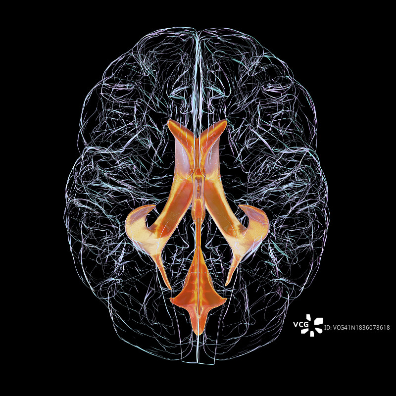 脑室系统图示图片素材