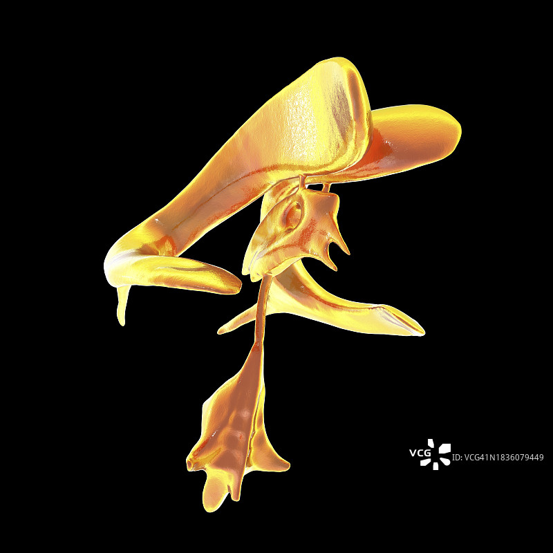 脑室系统图示图片素材