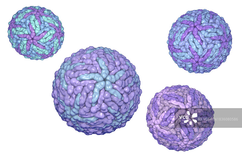 登革热病毒图示图片素材