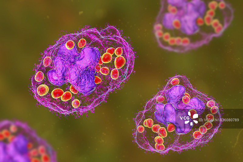 巨噬细胞中的荚膜组织胞浆菌图片素材
