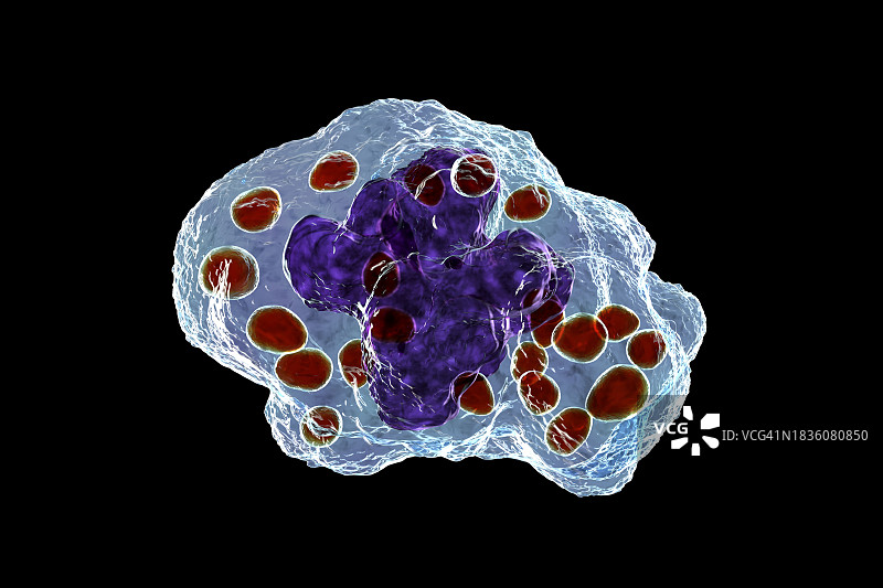 巨噬细胞中的荚膜组织胞浆菌图片素材