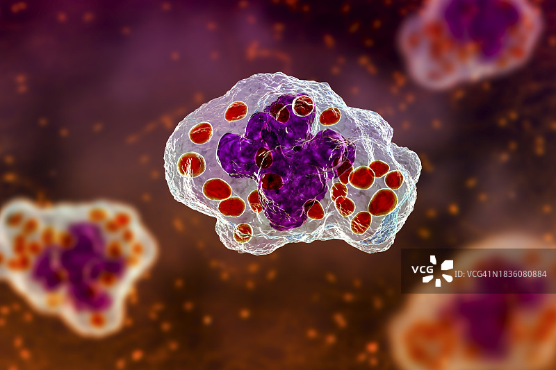 巨噬细胞中的荚膜组织胞浆菌图片素材