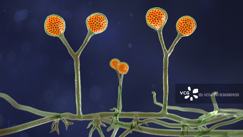 根霉菌插图图片素材