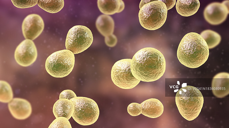 荚膜组织胞浆菌图示图片素材