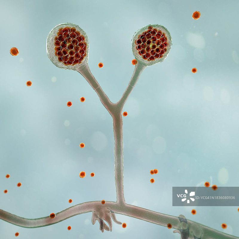 根霉菌插图图片素材