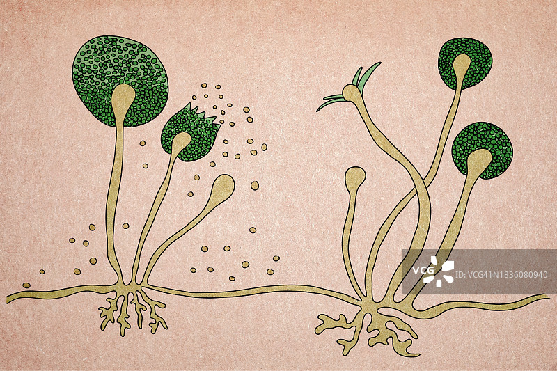 根霉菌的结构图片素材