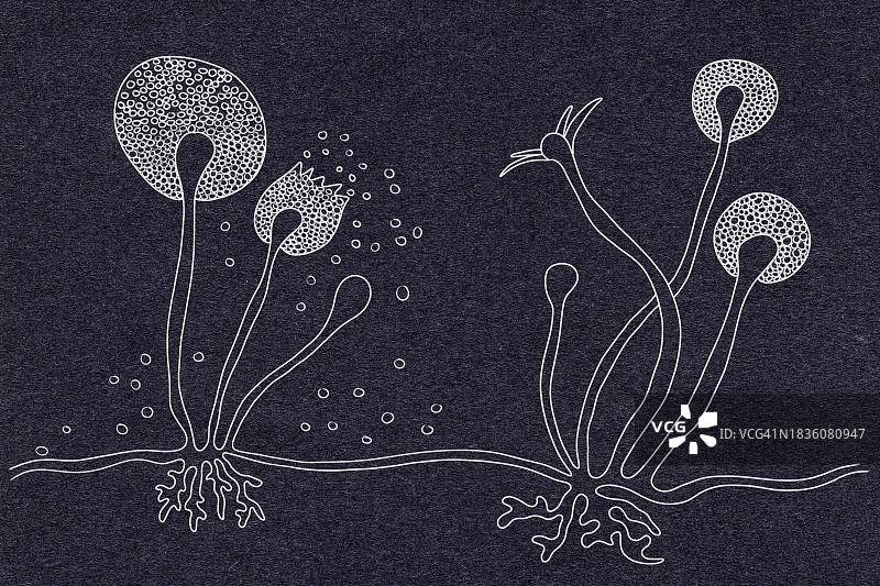 根霉菌的结构图片素材