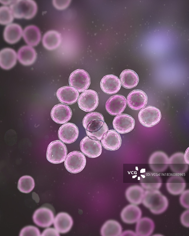 葡萄球菌细菌图图片素材