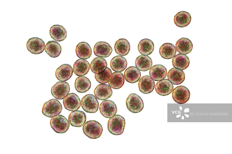 葡萄球菌细菌图图片素材