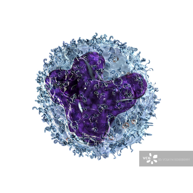 单核细胞插图图片素材