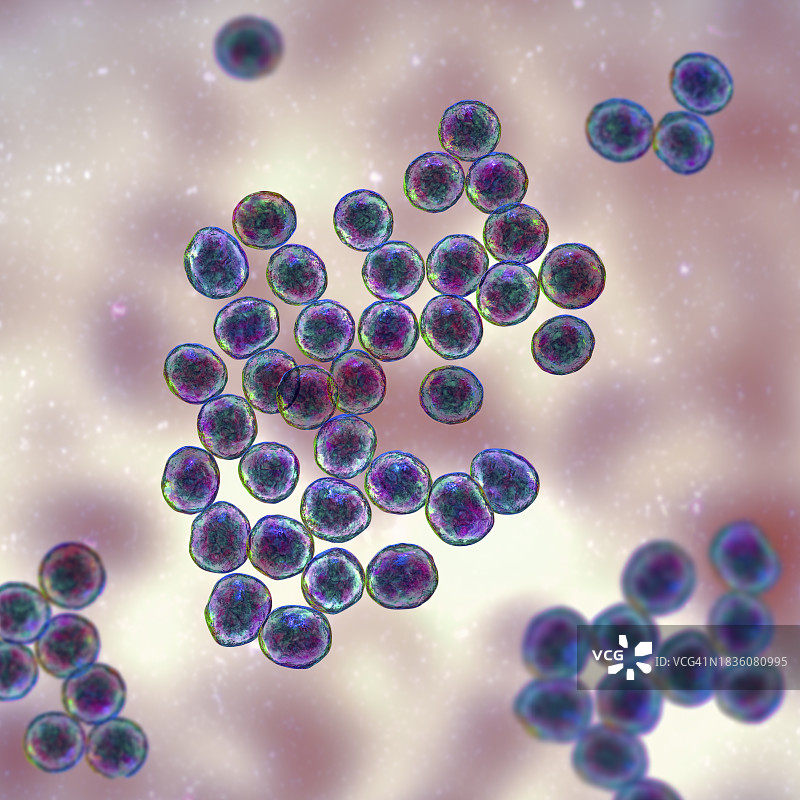 葡萄球菌细菌图图片素材