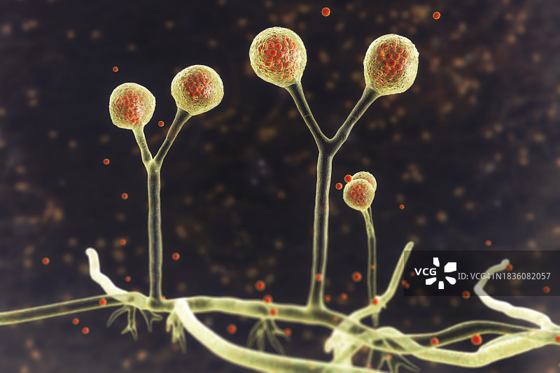 根霉菌插图图片素材