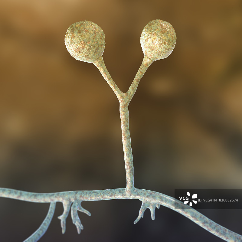 根霉菌插图图片素材
