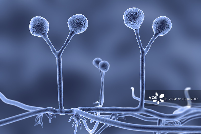 根霉菌插图图片素材