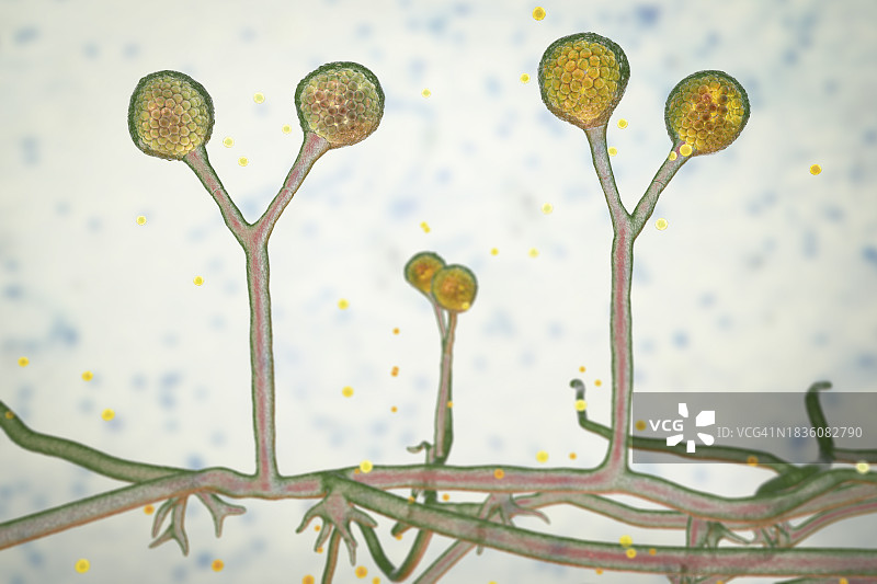 根霉菌插图图片素材