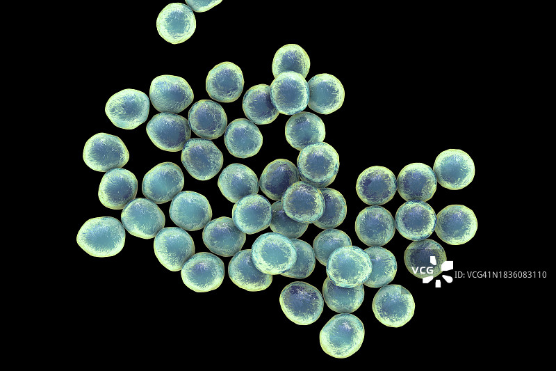 葡萄球菌细菌图图片素材