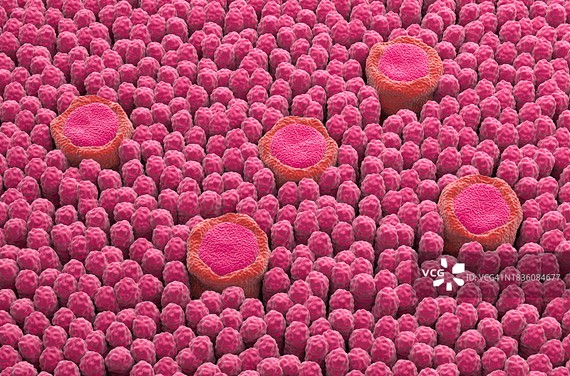 味蕾插画图片素材