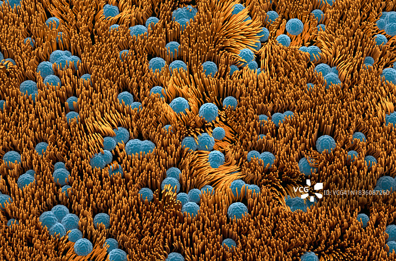 气管内壁结构示意图图片素材