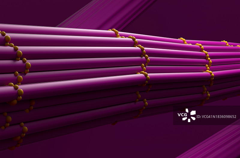 骨骼肌肉纤维（图示）图片素材