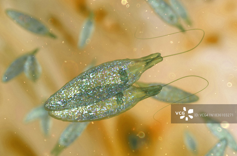 二分裂生殖图片素材