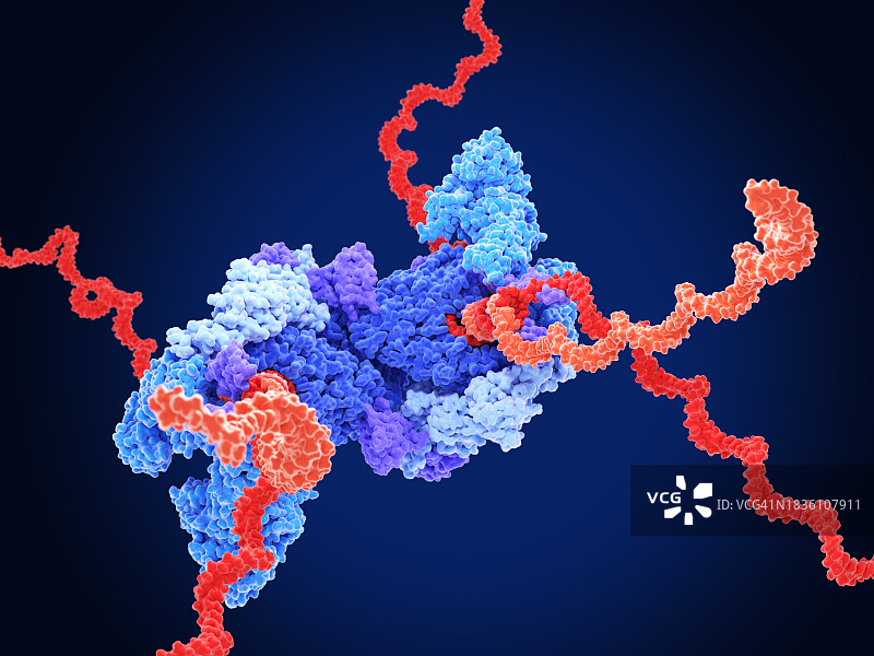 新冠病毒复制转录复合物，图示图片素材