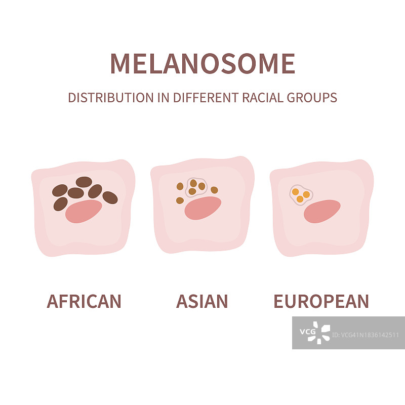 黑素体分布概念图图片素材