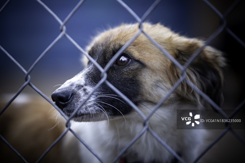 动物收容所里的小狗图片素材