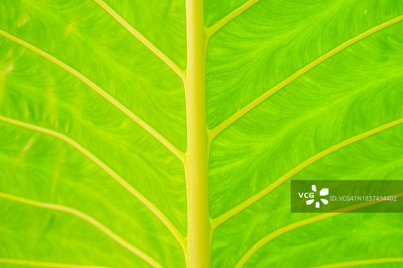 绿叶纹理图片素材