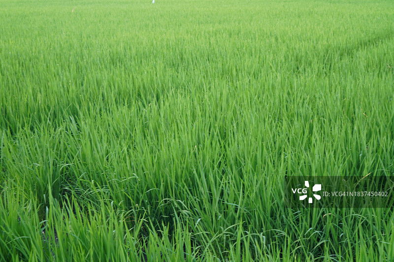 稻田里的绿色水稻植物，茉莉香米，多云天空背景图片素材