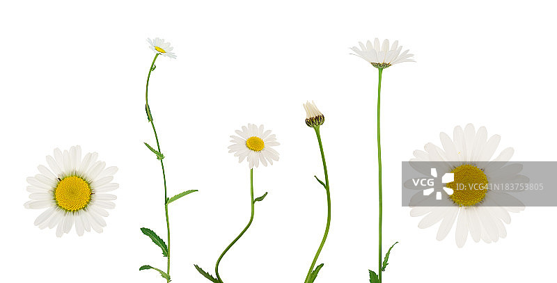 隔离的雏菊图片素材