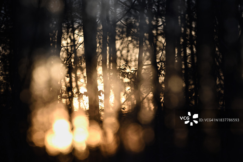 森林夕阳图片素材