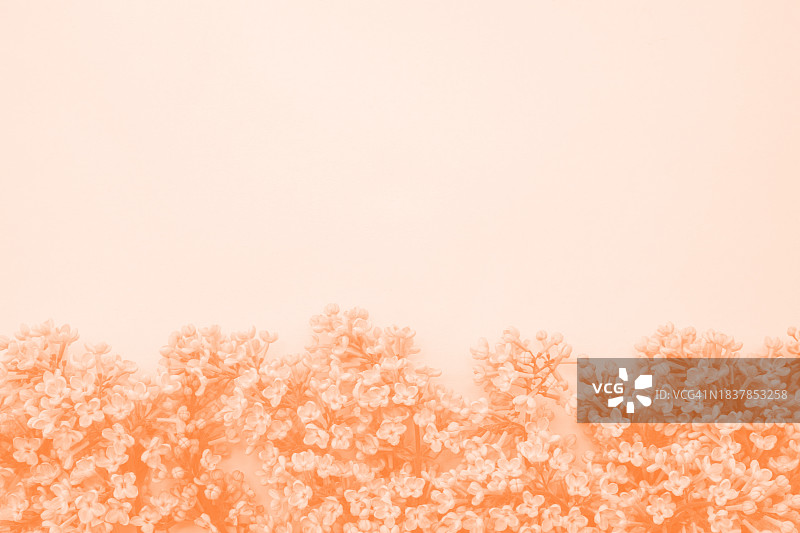 柔和粉彩丁香花背景（2024年度流行色蜜桃色）图片素材