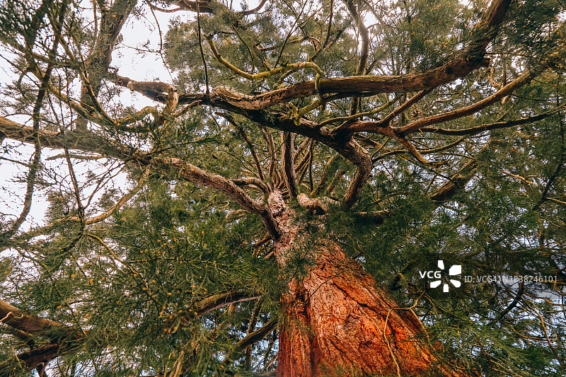 大冷杉树背景图片素材