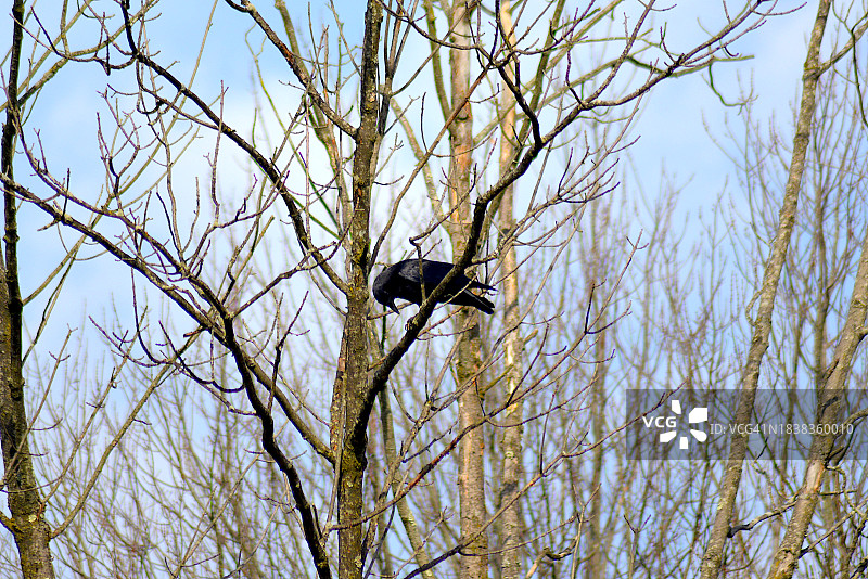 渡鸦图片素材