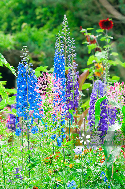 繁茂的夏日花园 - II图片素材