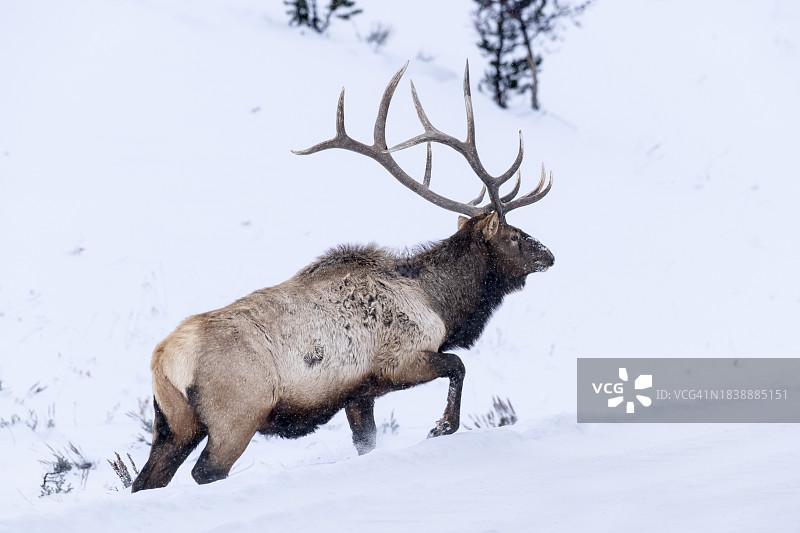 蒙大拿州的雄麋图片素材