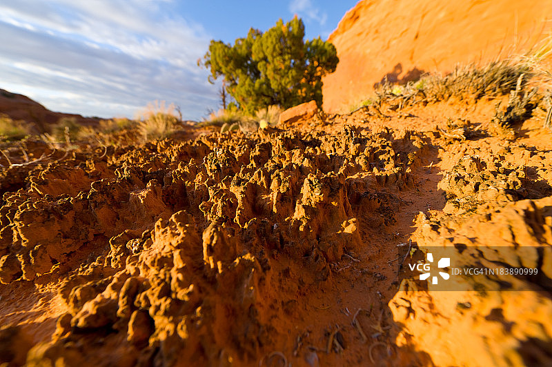 隐生生物结皮土壤特写图片素材
